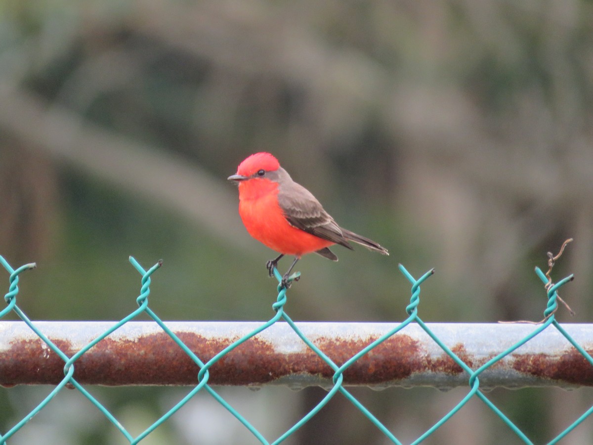 Vermilion Flycatcher - ML504281241