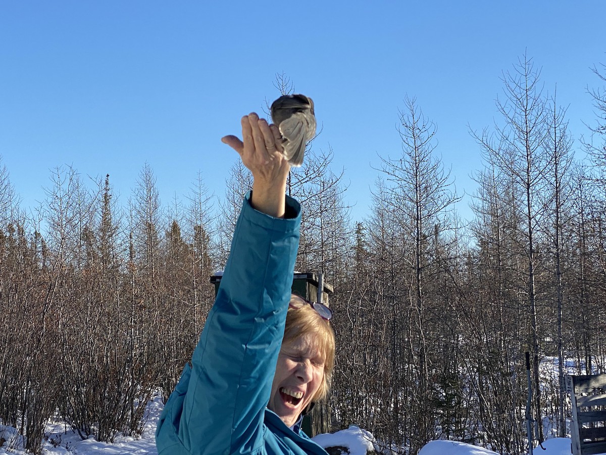 Canada Jay - ML504281251