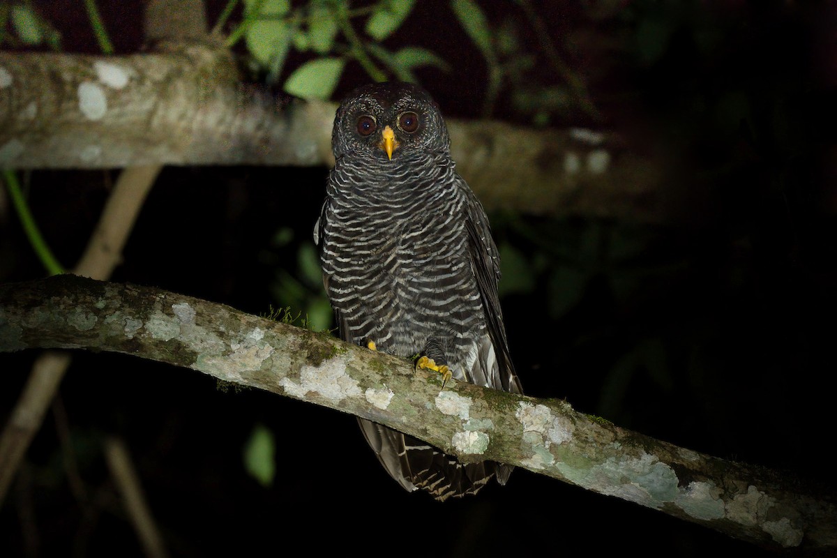 Black-banded Owl - ML504281331