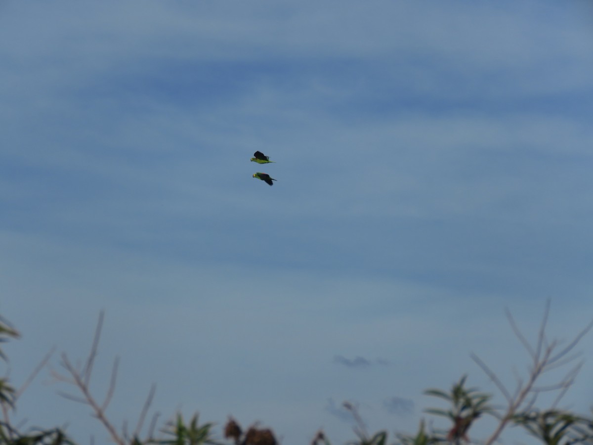 Turquoise-fronted Parrot - ML504281591