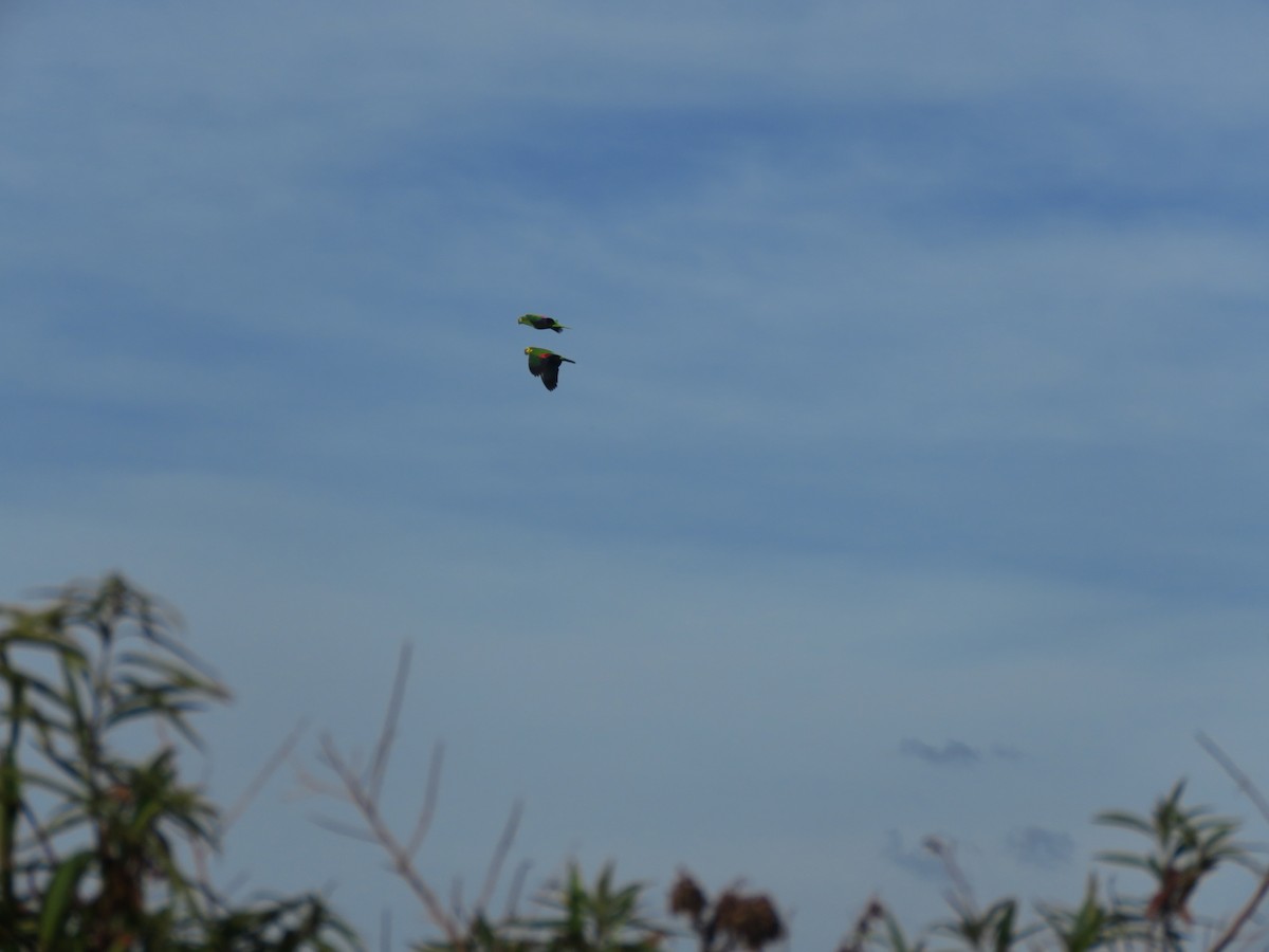 Turquoise-fronted Parrot - ML504281601