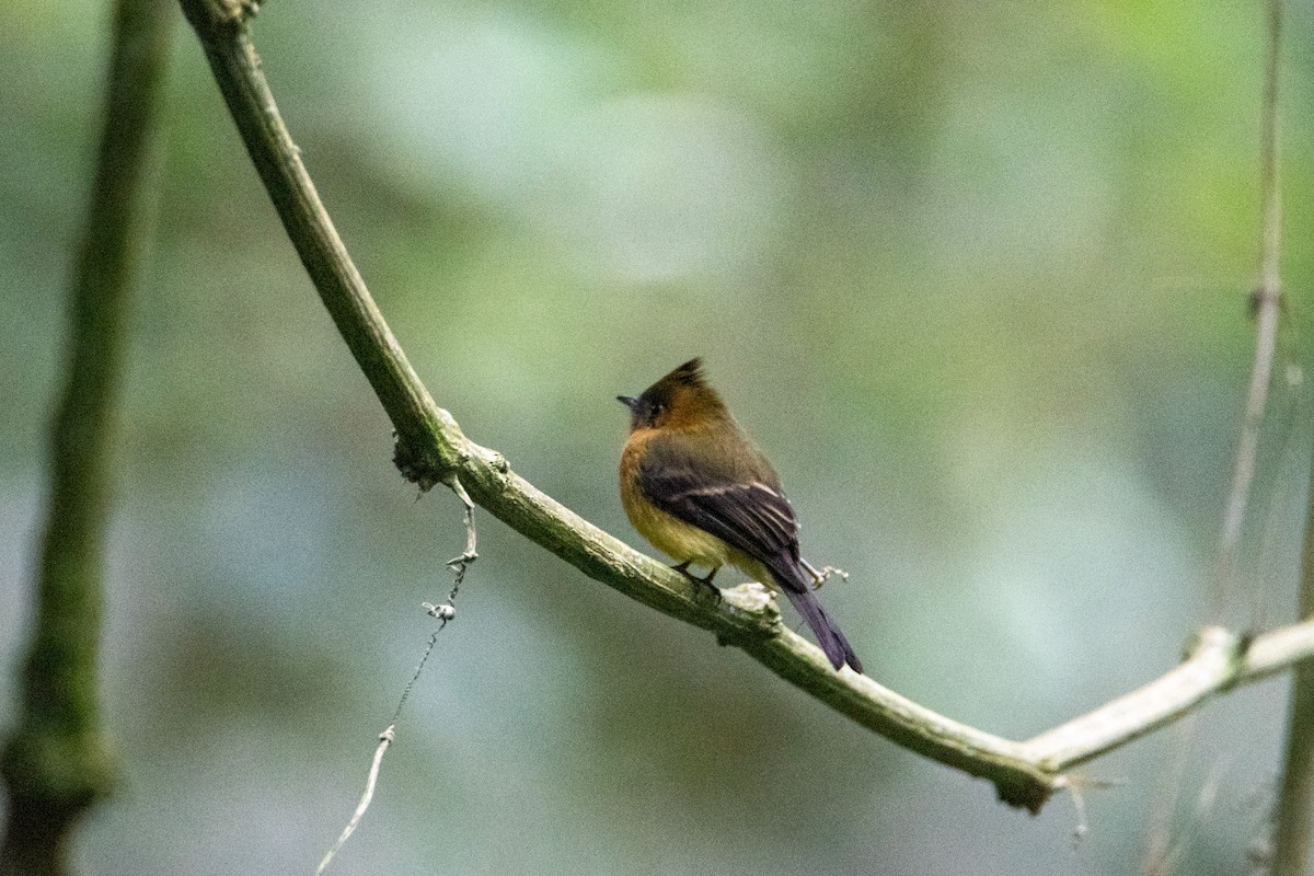 Tufted Flycatcher - ML504281731