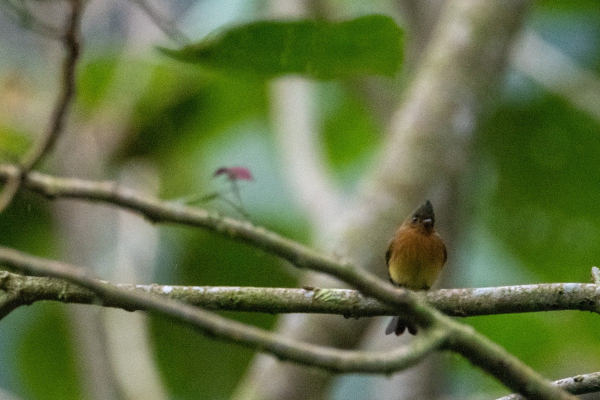 Tufted Flycatcher - Michal Budzynski