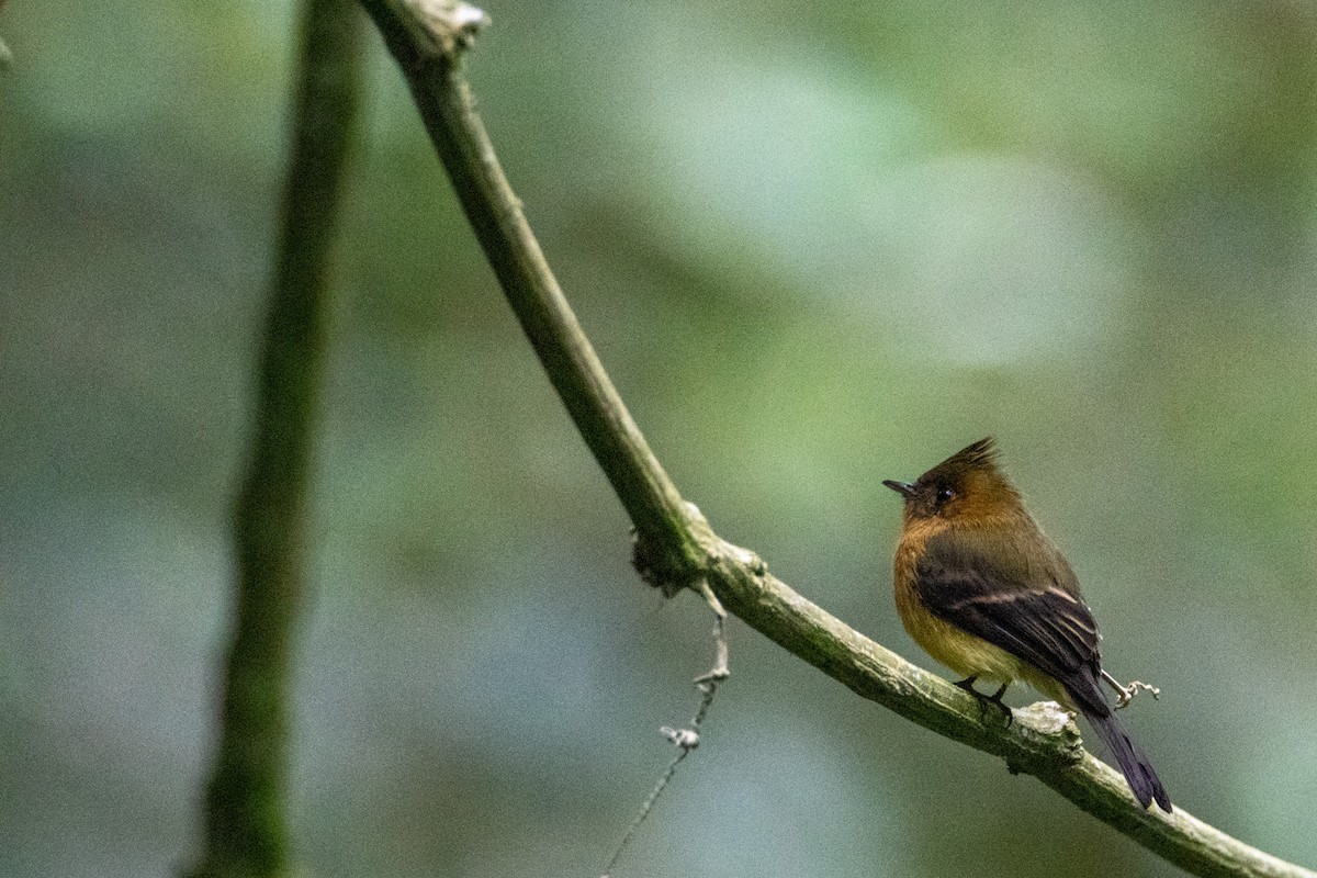 Tufted Flycatcher - Michal Budzynski