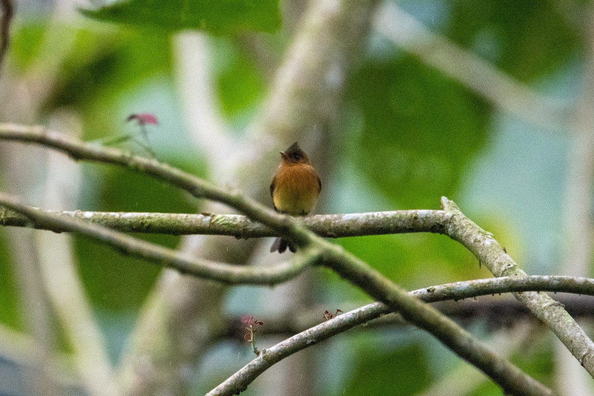 Tufted Flycatcher - ML504281761