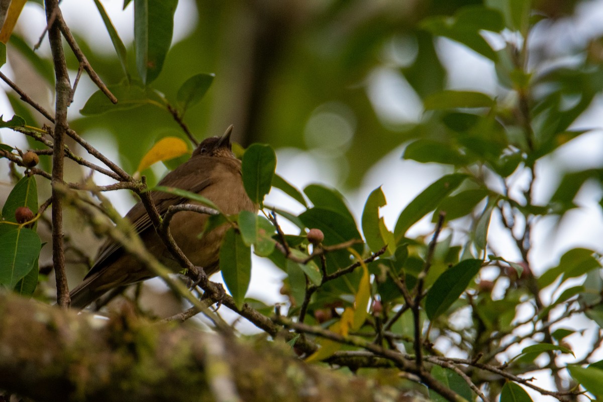 Clay-colored Thrush - ML504281831
