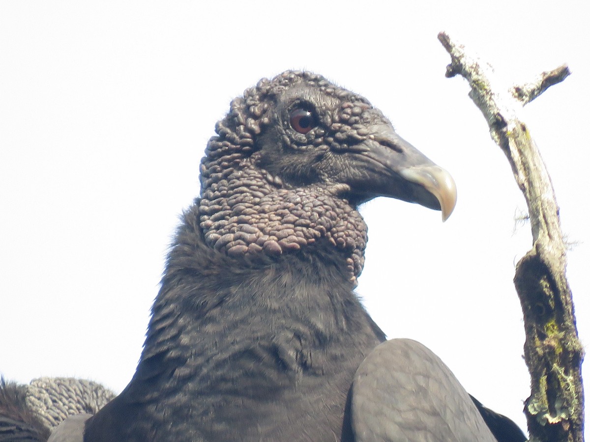 Black Vulture - Juan Manuel Zara