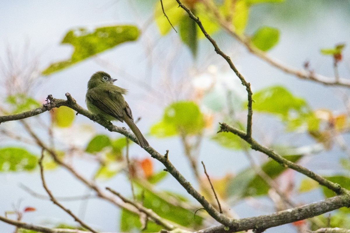 Eye-ringed Flatbill - ML504281921