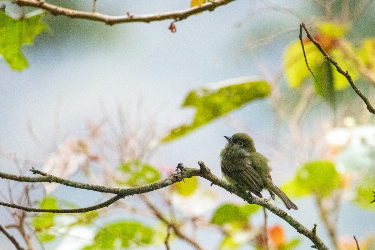 Eye-ringed Flatbill - ML504281931