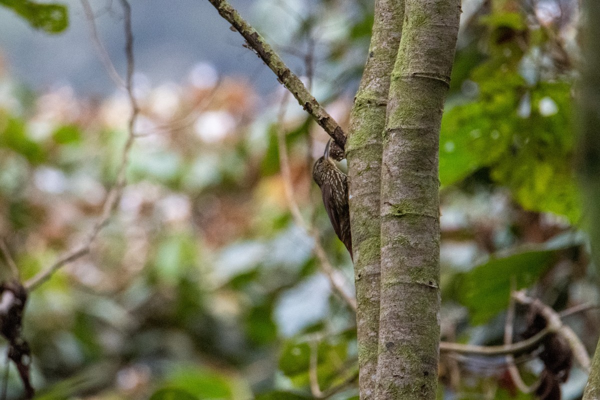 Spot-crowned Woodcreeper - ML504281971