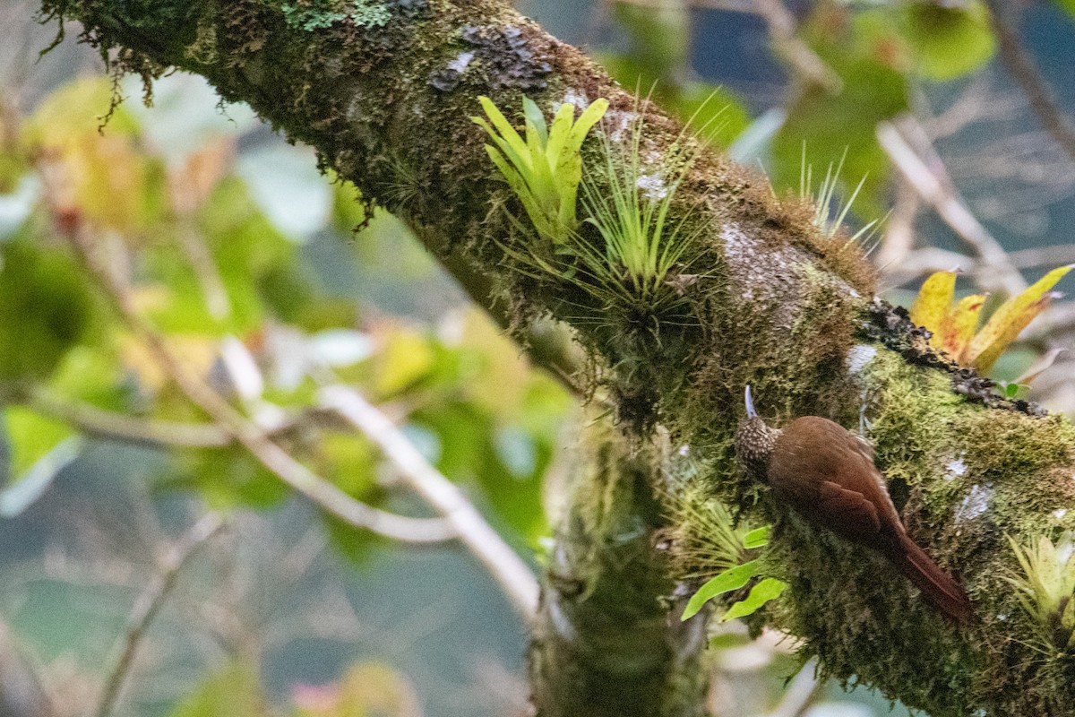 Spot-crowned Woodcreeper - ML504281981