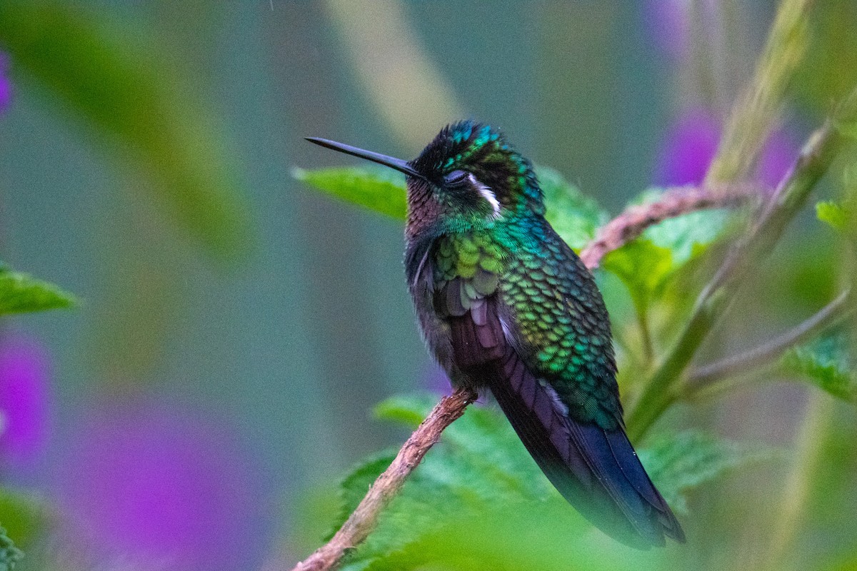 Purple-throated Mountain-gem - ML504282021