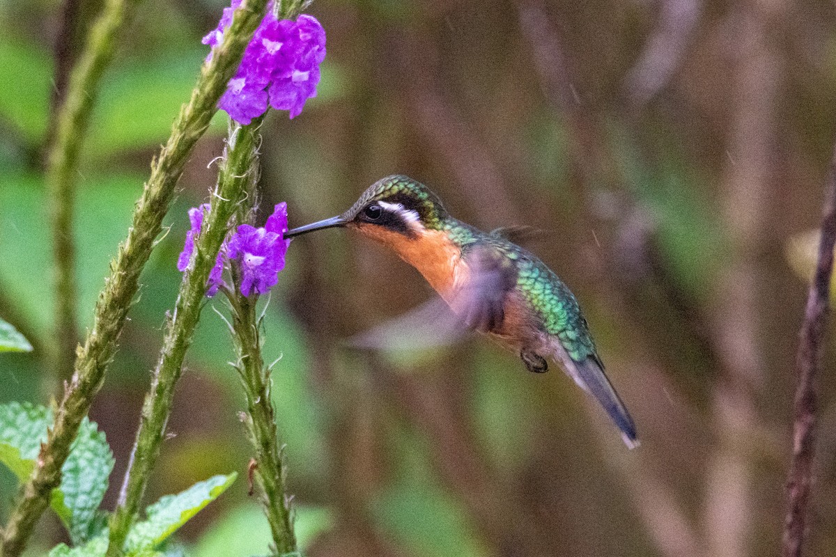 Purple-throated Mountain-gem - ML504282031