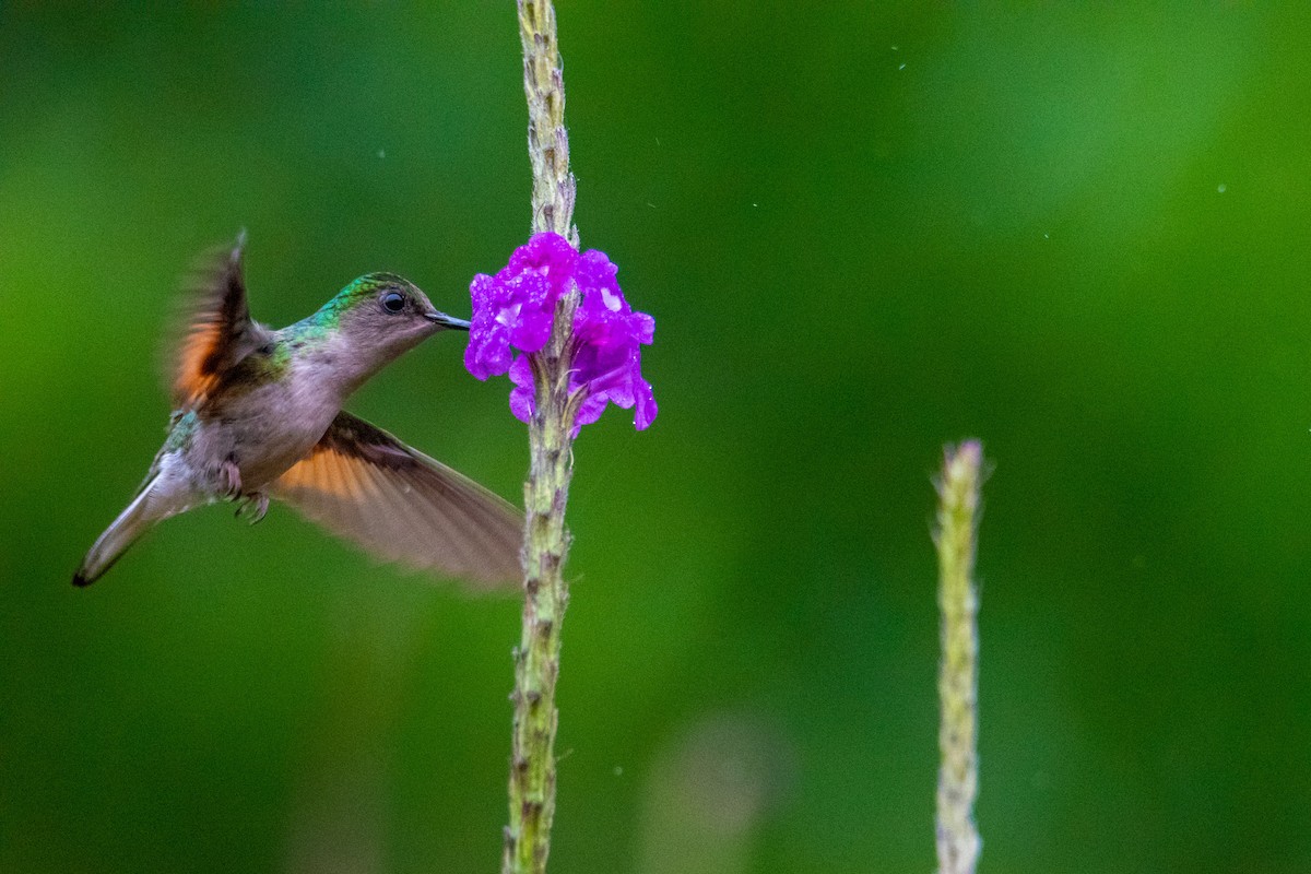 Stripe-tailed Hummingbird - ML504282101