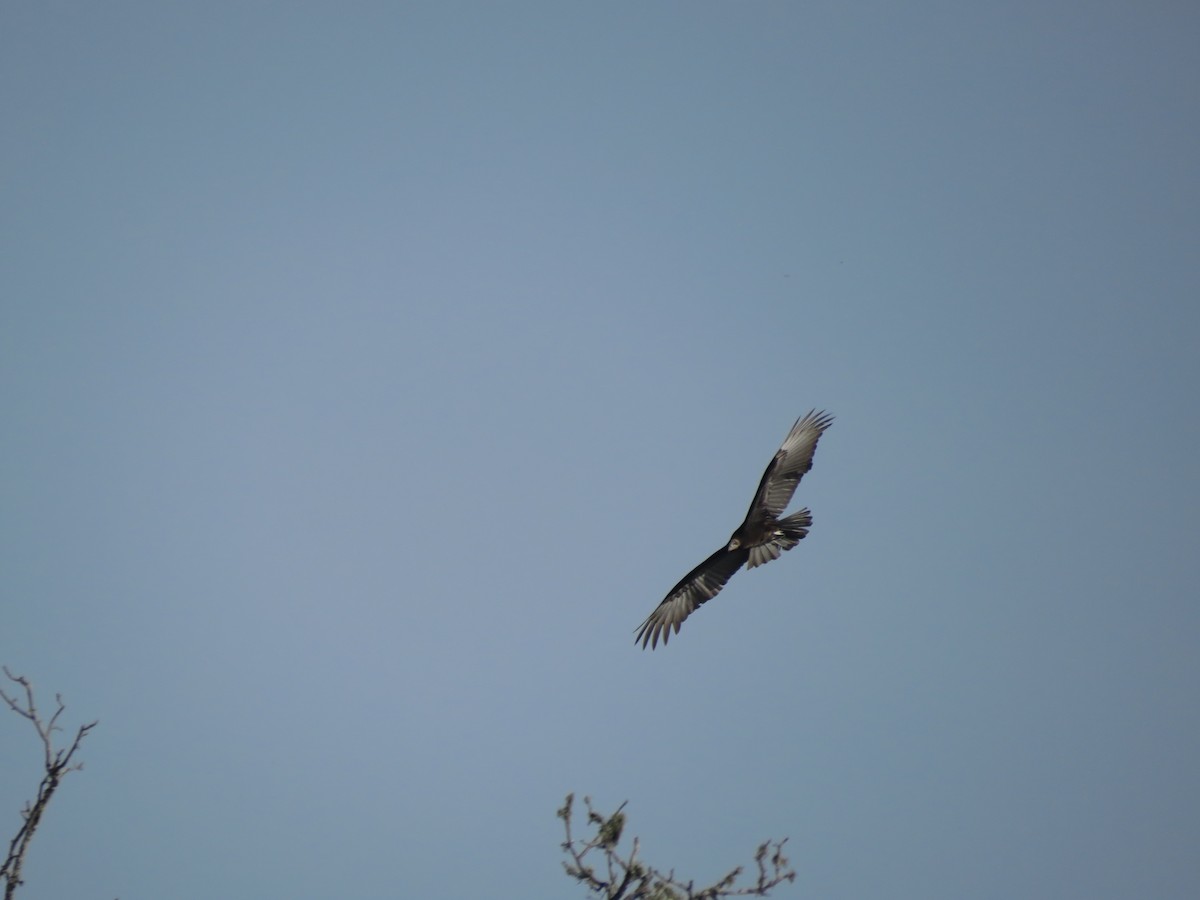 Lesser Yellow-headed Vulture - ML504282171