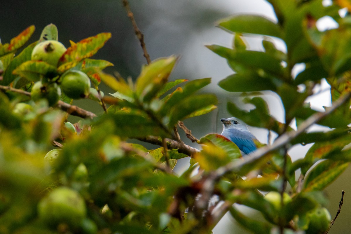 Blue-gray Tanager - ML504282181