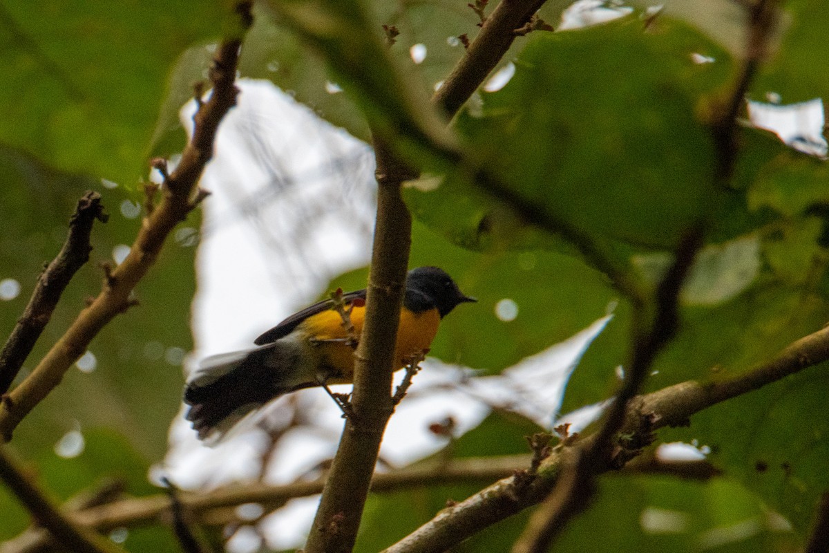 Slate-throated Redstart - ML504282231