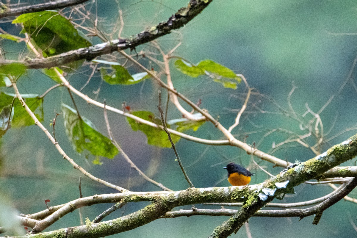 Slate-throated Redstart - ML504282241