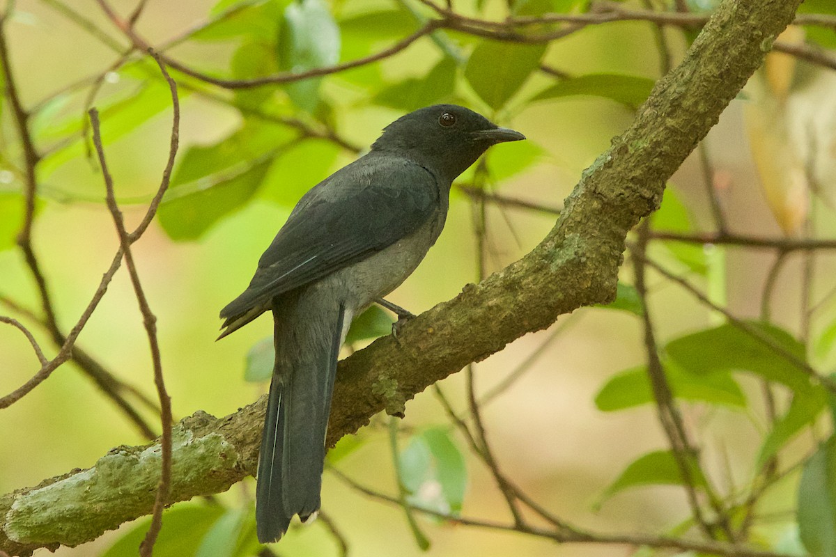 Black-winged Cuckooshrike - Arpit Bansal