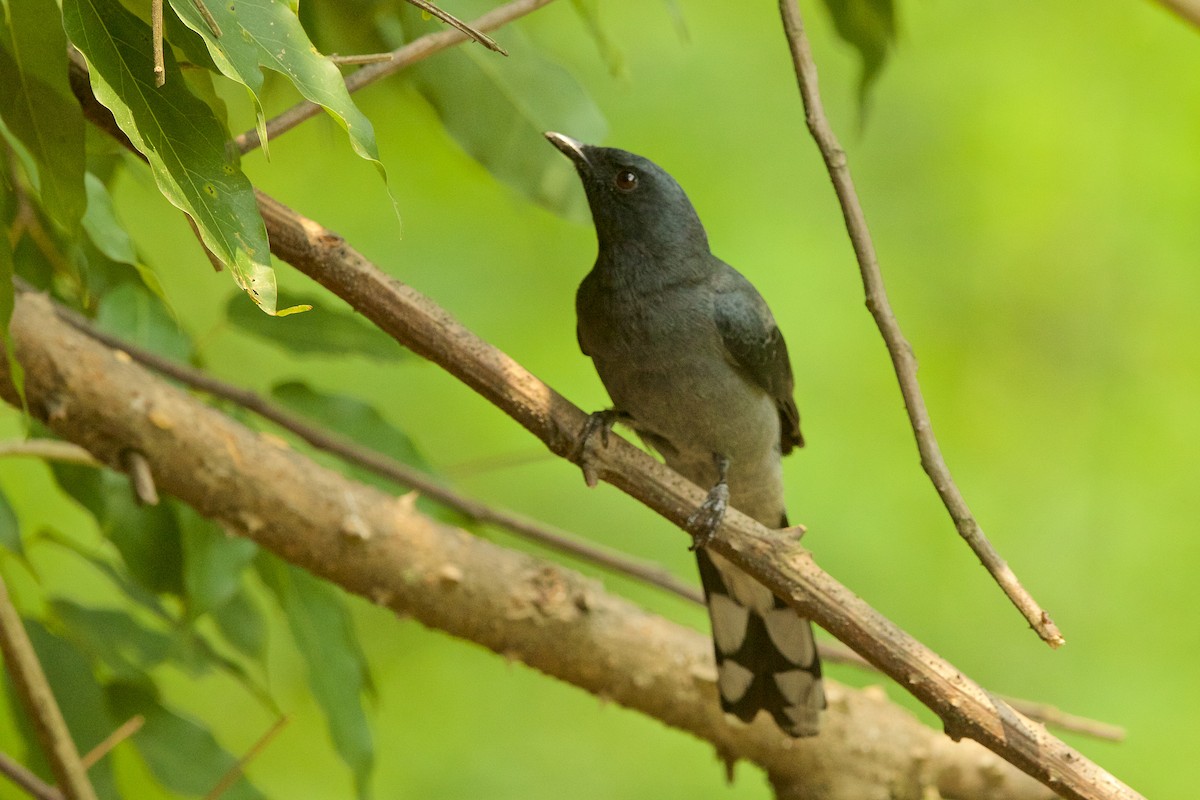 Black-winged Cuckooshrike - Arpit Bansal