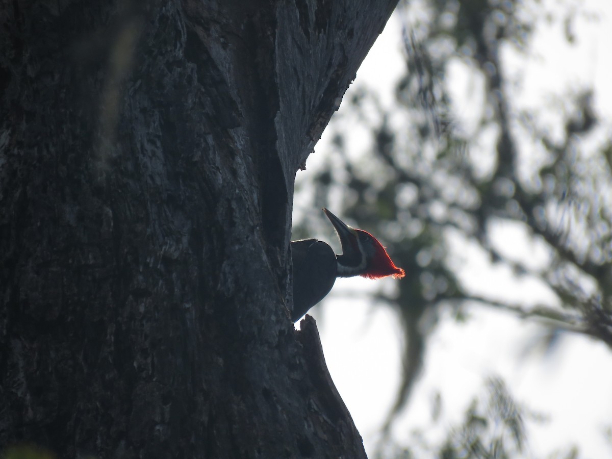 Black-bodied Woodpecker - ML504282521