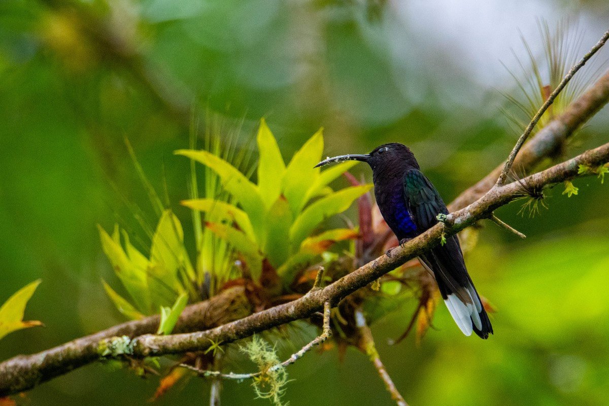 Violet Sabrewing - ML504282601