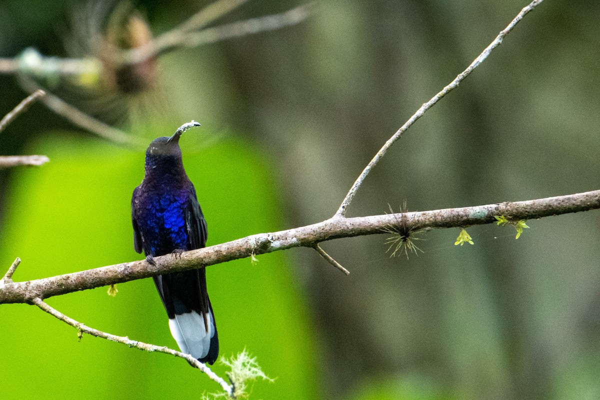 Violet Sabrewing - ML504282611