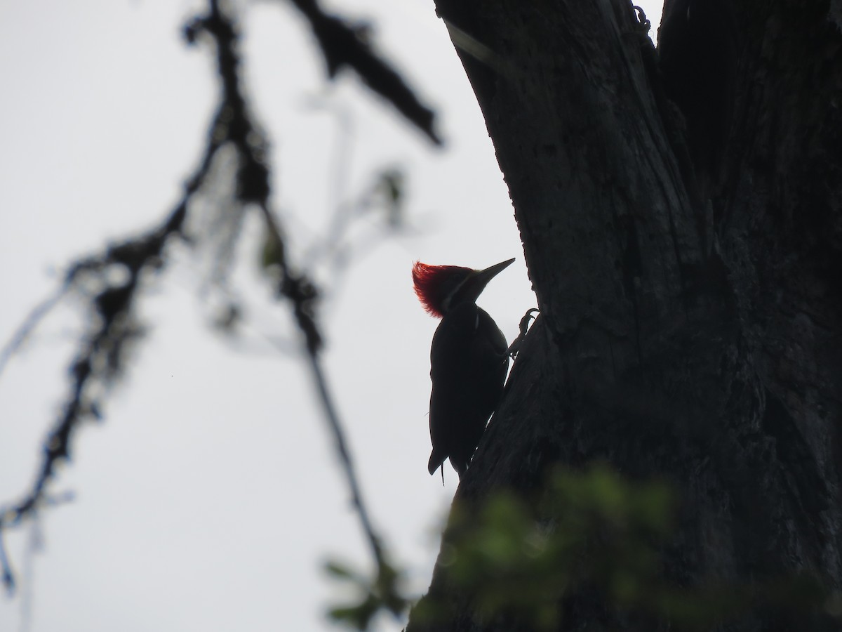 Black-bodied Woodpecker - ML504282621