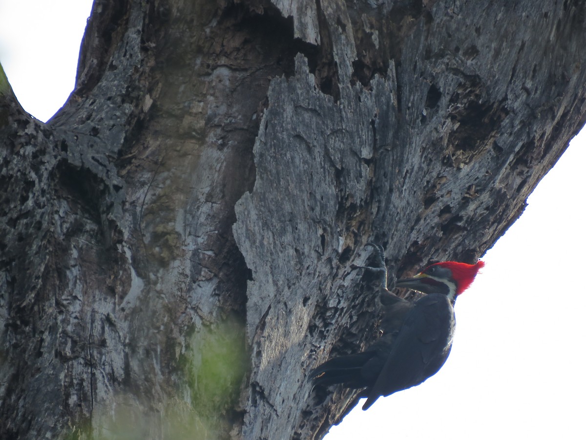 Black-bodied Woodpecker - ML504282631
