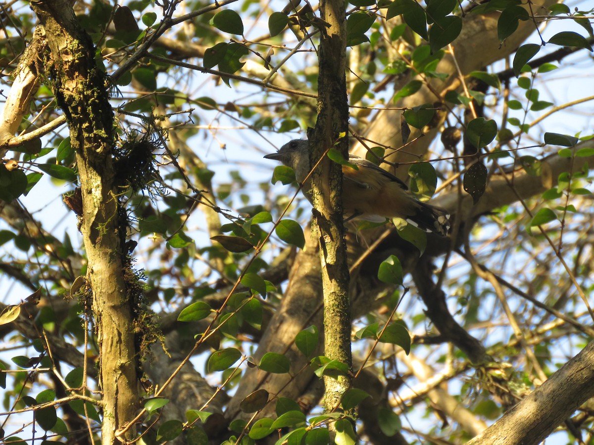 Variable Antshrike - ML504283121