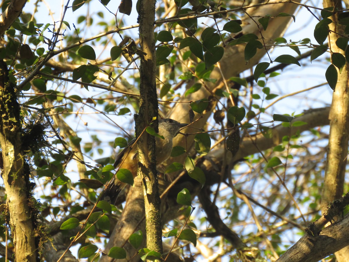 Variable Antshrike - Juan Manuel Zara