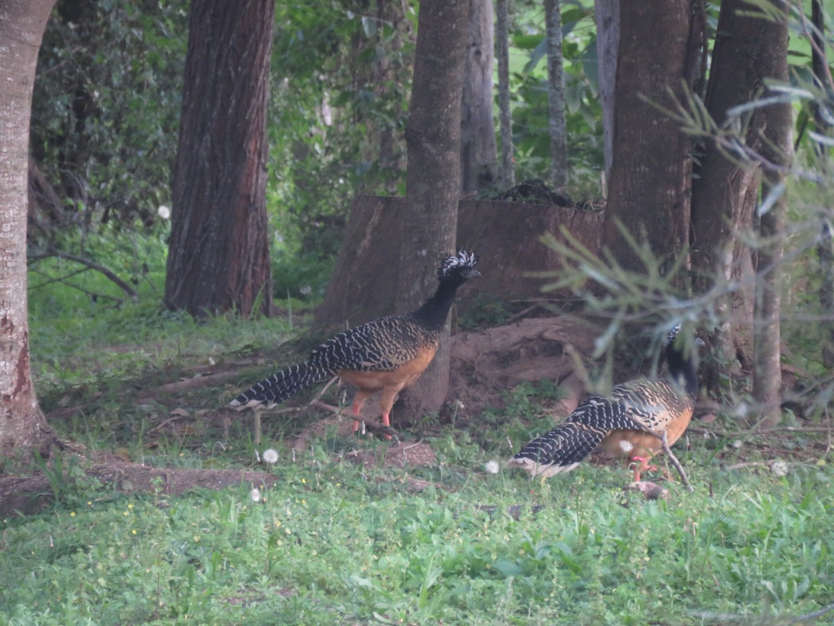Bare-faced Curassow - ML504283461