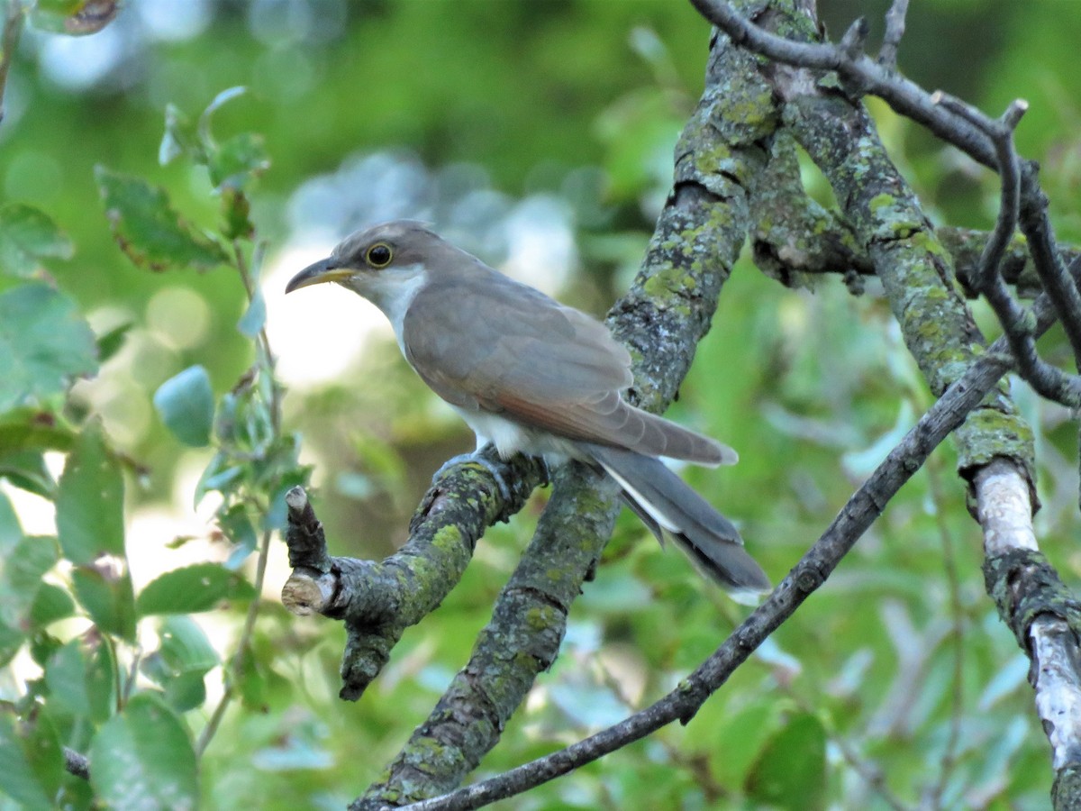 Yellow-billed Cuckoo - ML504284761