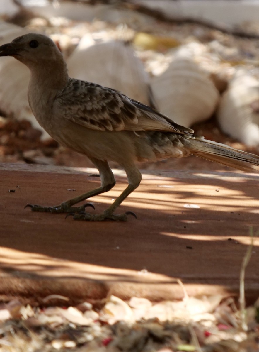 Great Bowerbird - ML504285141