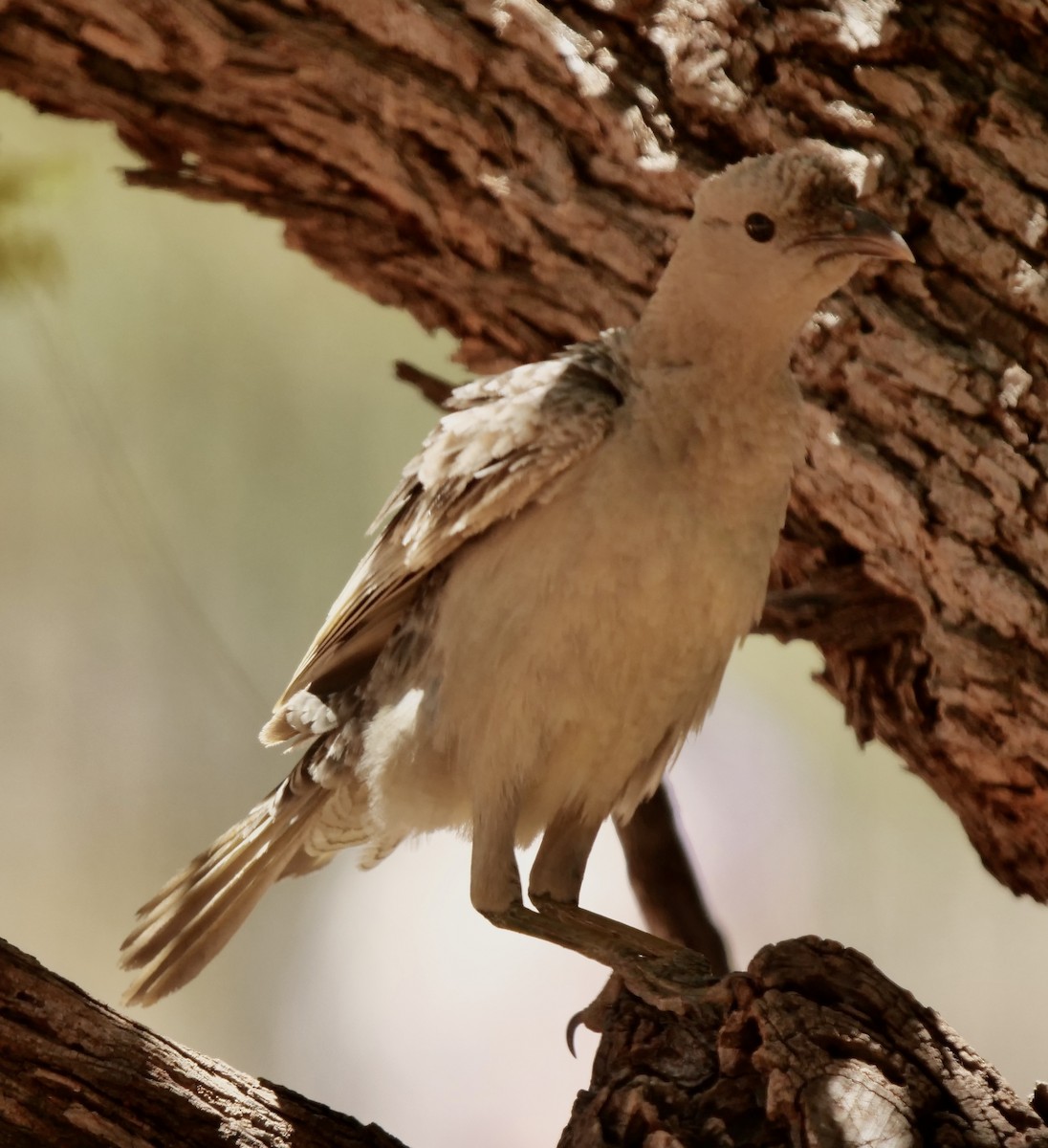 Great Bowerbird - ML504285151