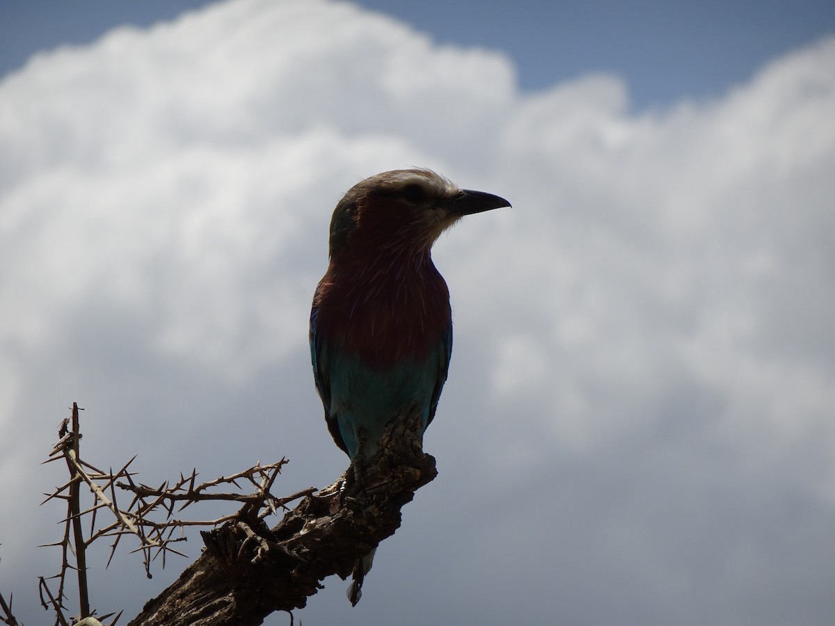 Lilac-breasted Roller - ML504286071