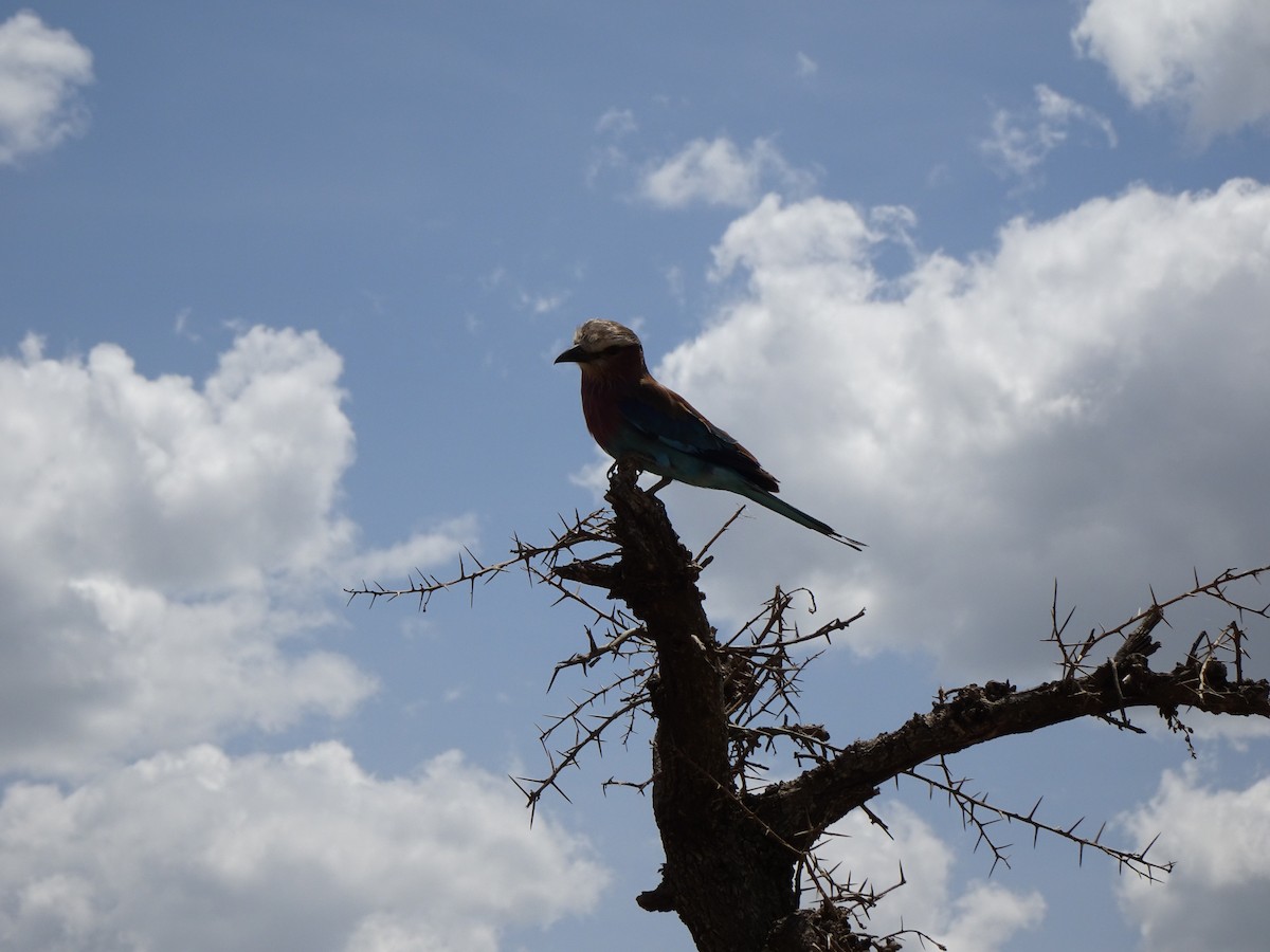 Lilac-breasted Roller - ML504286171