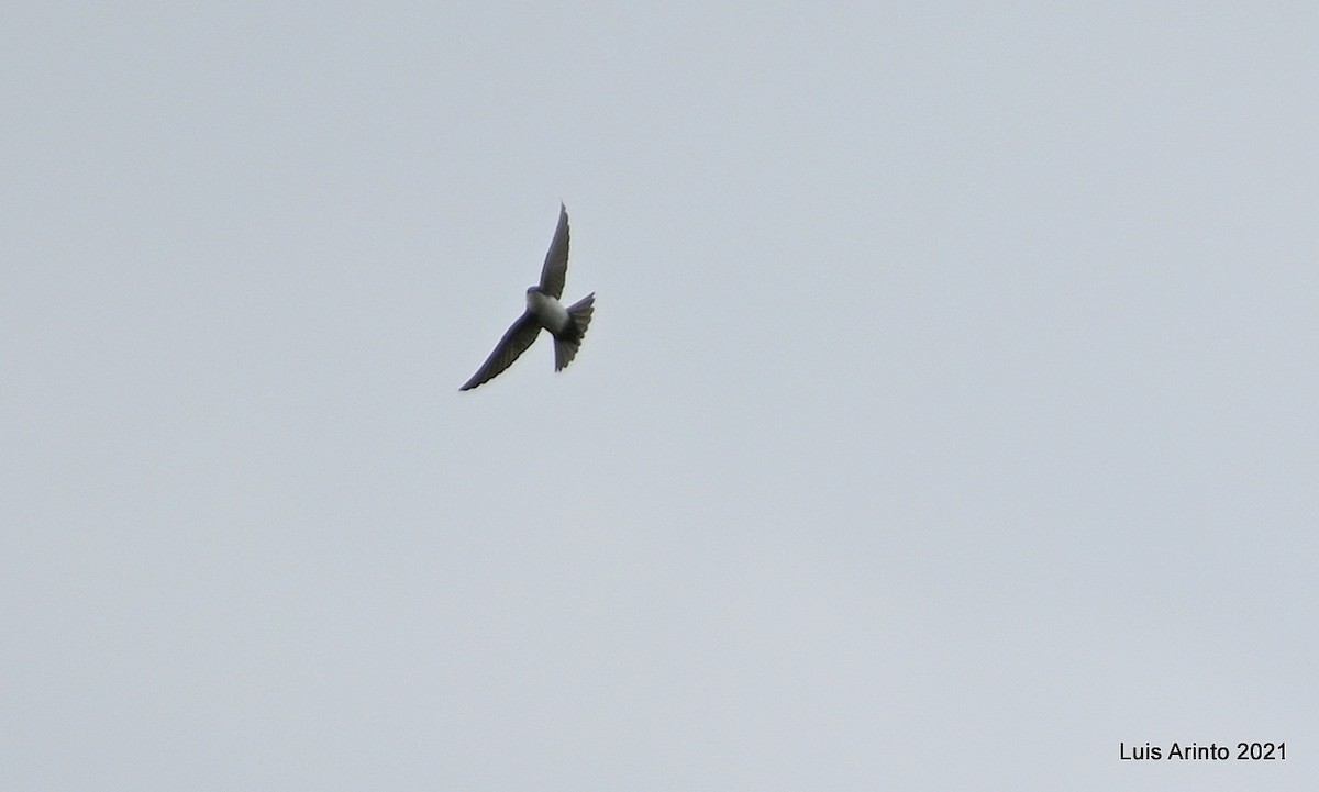 vlaštovka modrobílá - ML504286431