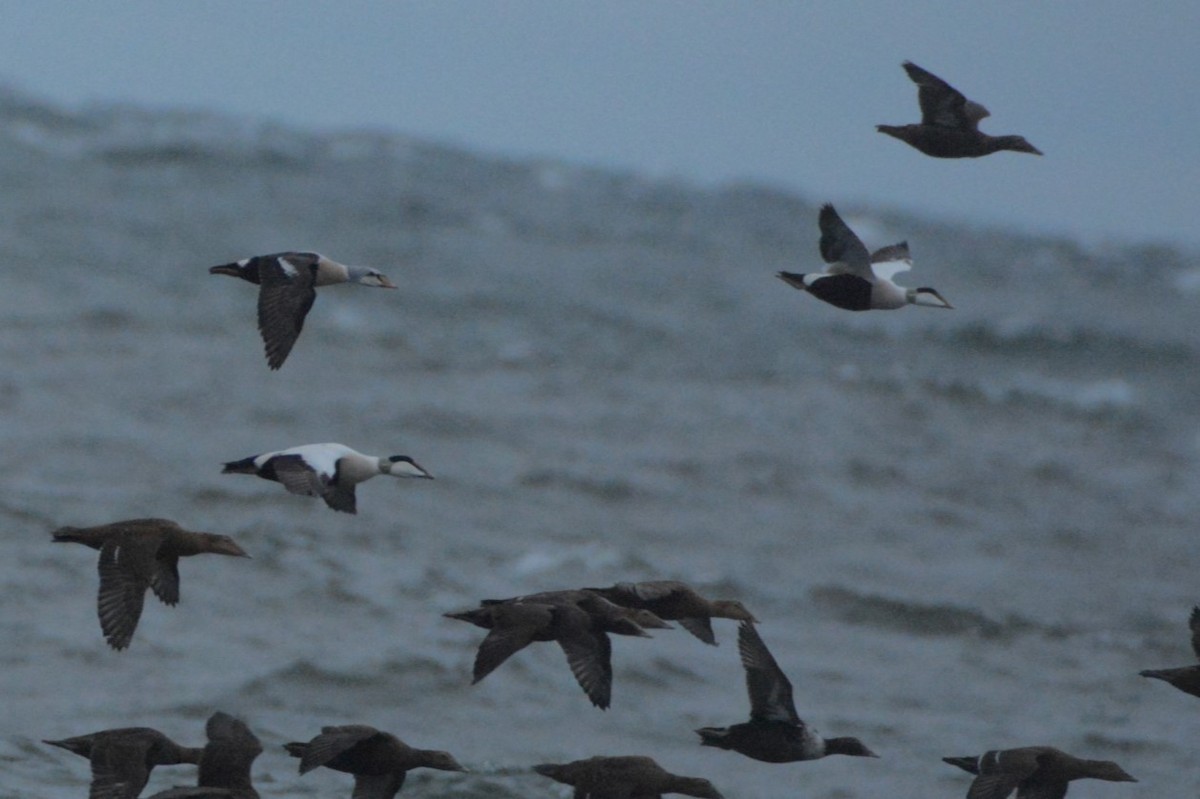 King Eider - ML504286641