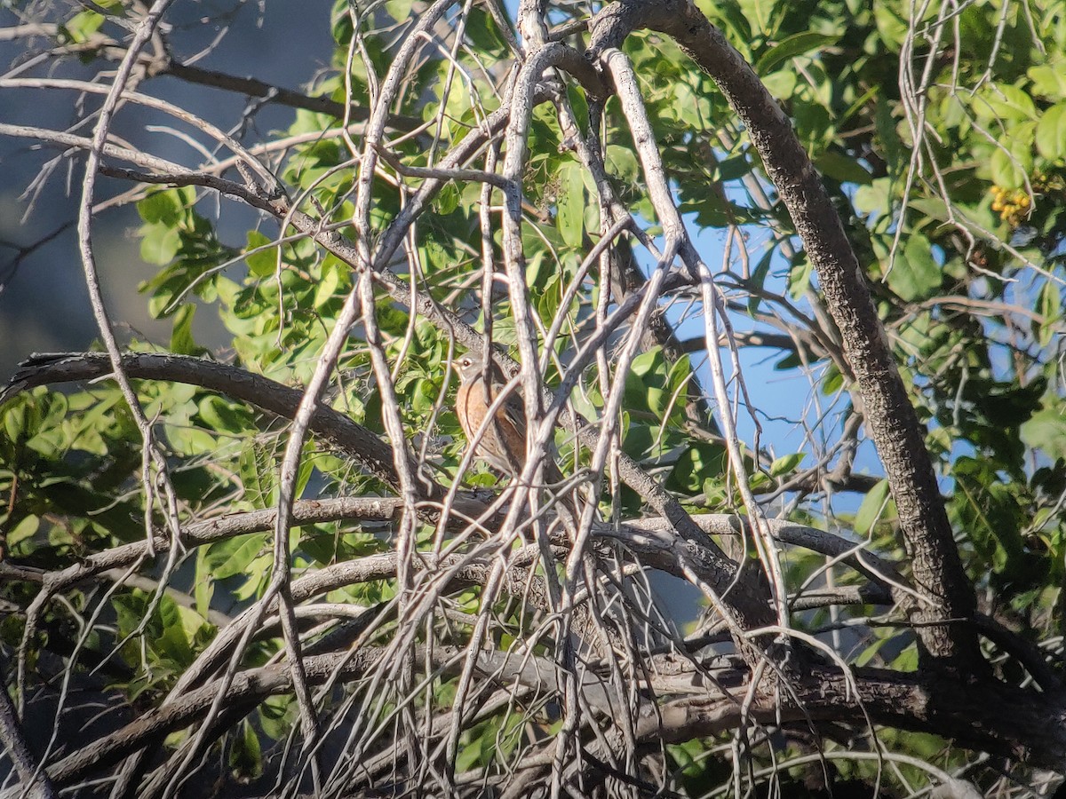 American Robin - ML504286801