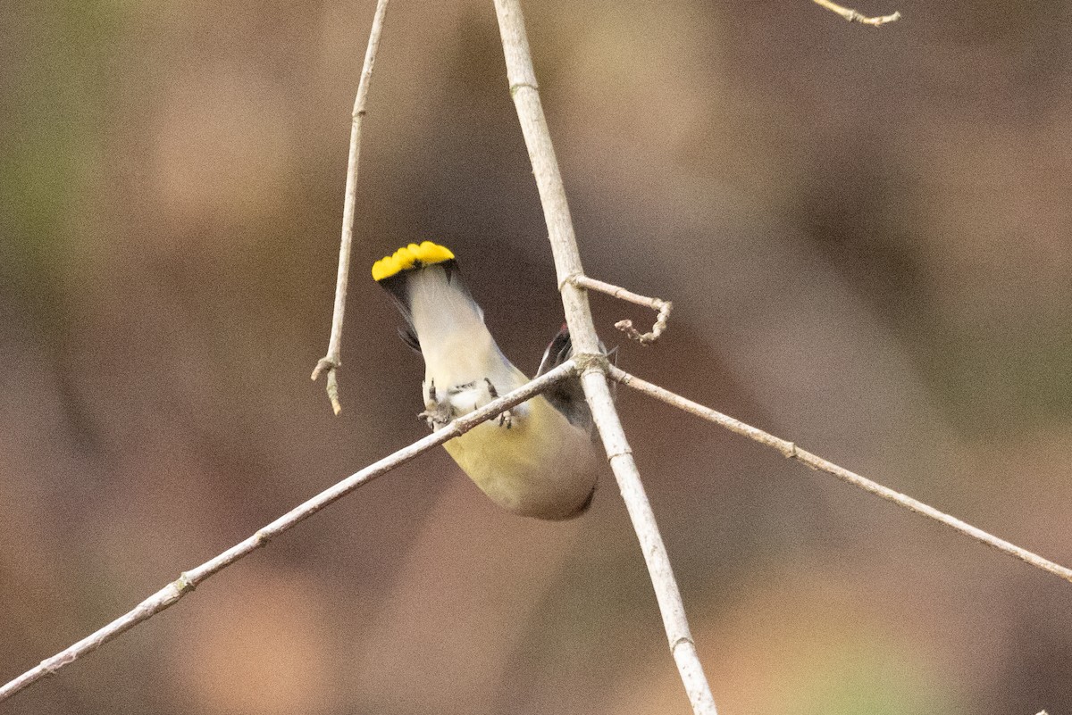 Cedar Waxwing - ML504286831