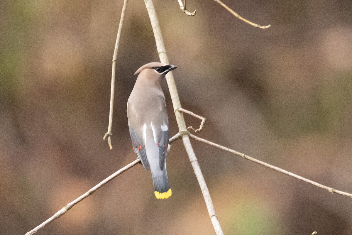 Cedar Waxwing - ML504286841