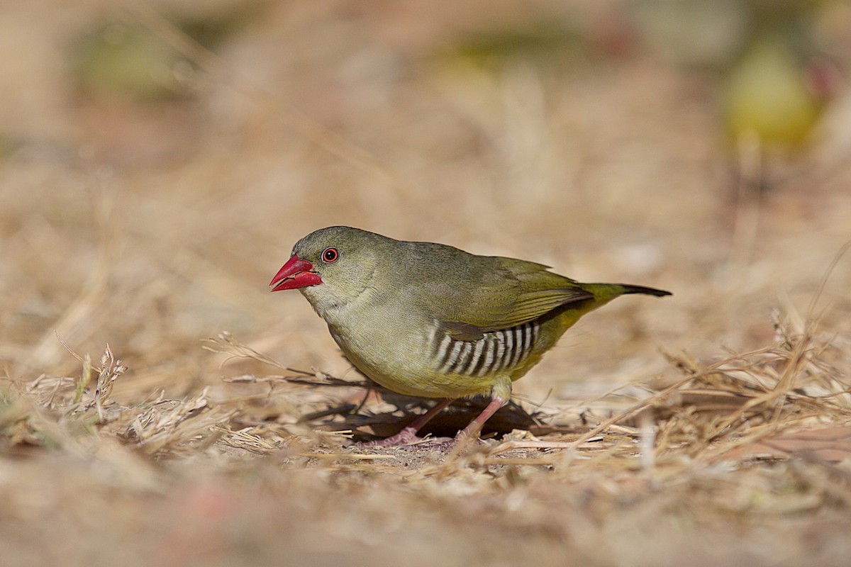 Green Avadavat - Arpit Bansal