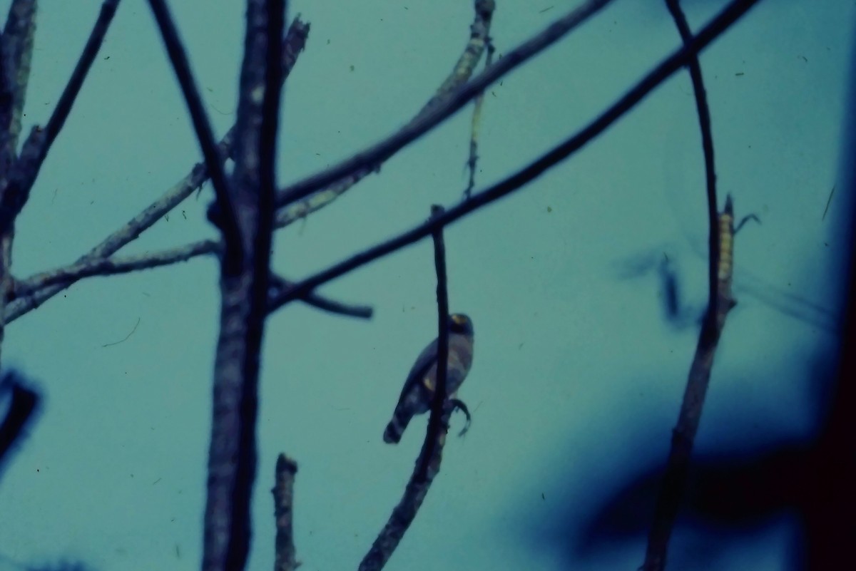 Roadside Hawk - ML504287081