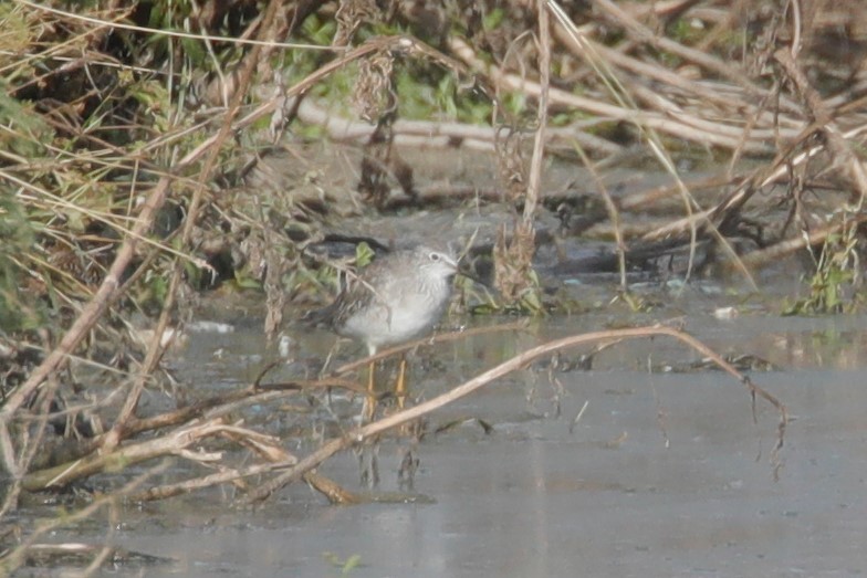 Lesser Yellowlegs - ML504287221