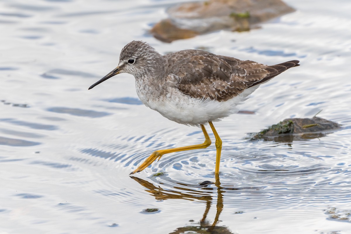 Lesser Yellowlegs - ML504287831