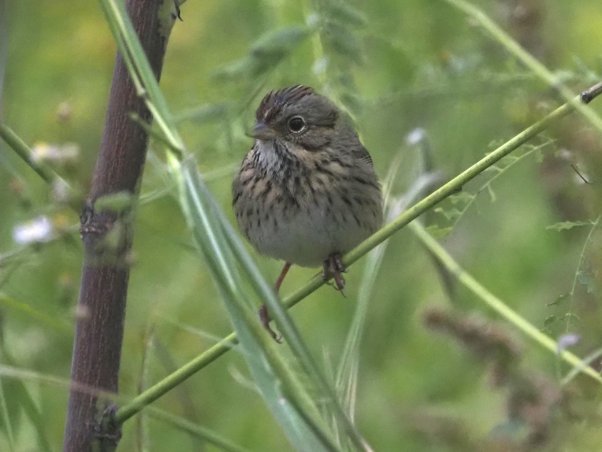 Lincoln's Sparrow - ML504289691