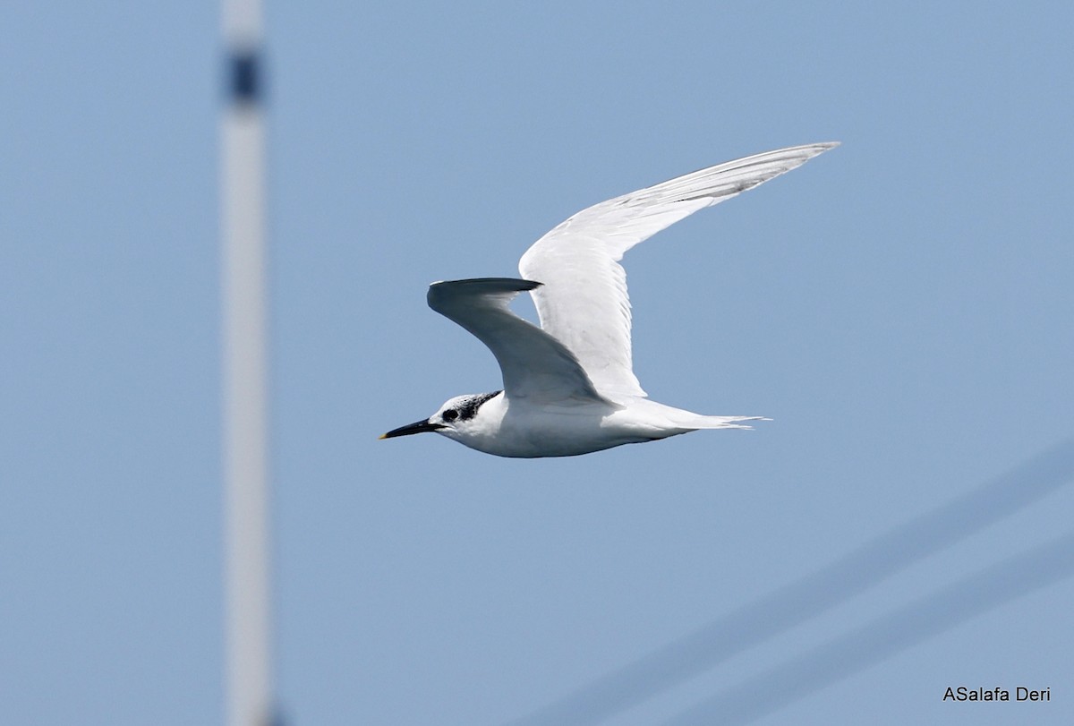 Sandwich Tern (Eurasian) - ML504289731