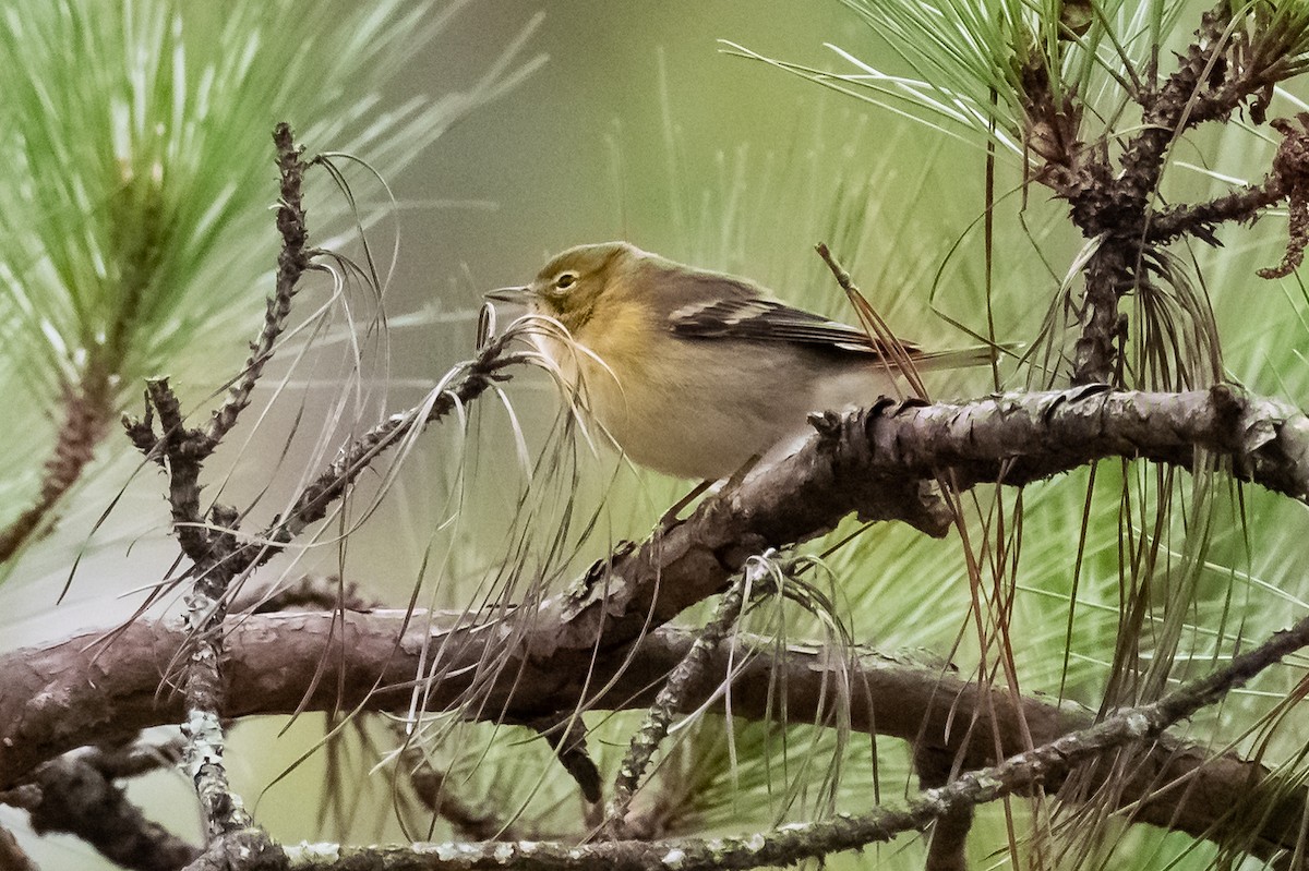 Pine Warbler - ML504289831