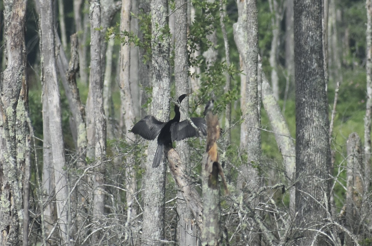 Anhinga d'Amérique - ML504290451